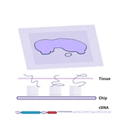 In Situ RNA Capture - STOmics